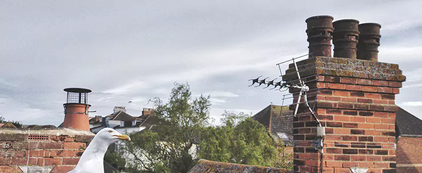 Chimney Cleaning And Restoration in Greenacres, Florida